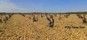 Viñedos viejos. Un patrimonio natural. Primera parte