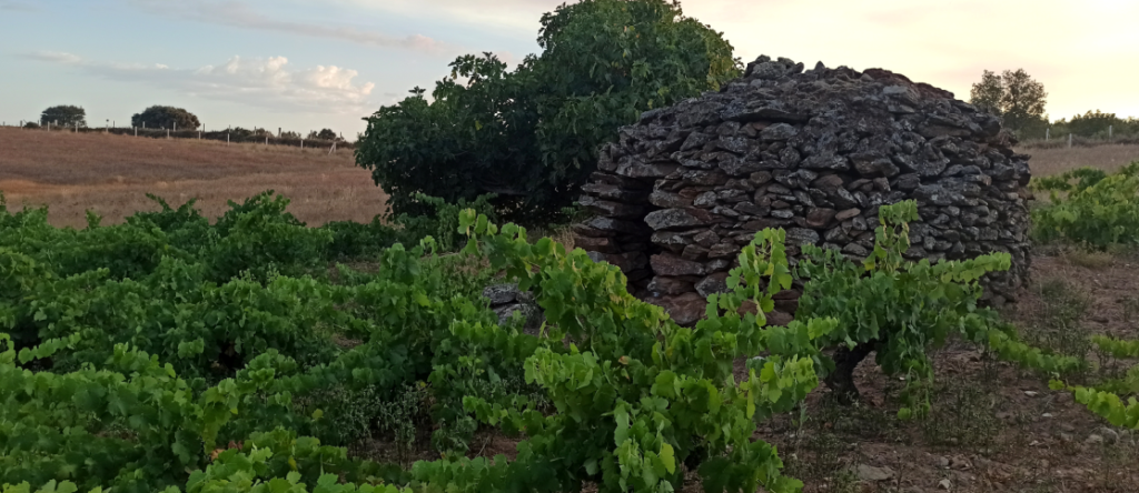 González Byass recuperará dos viñedos Viejos en la D.O. Monterrei y la D.O. Arribes Del Duero